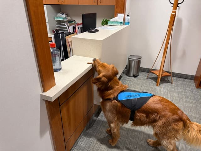 Rosco resting his head at the reception counter