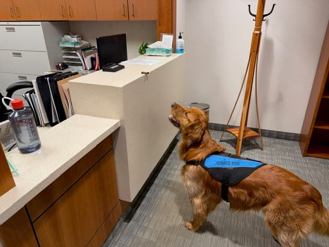 Rosco at the reception desk wearing his service dog vest