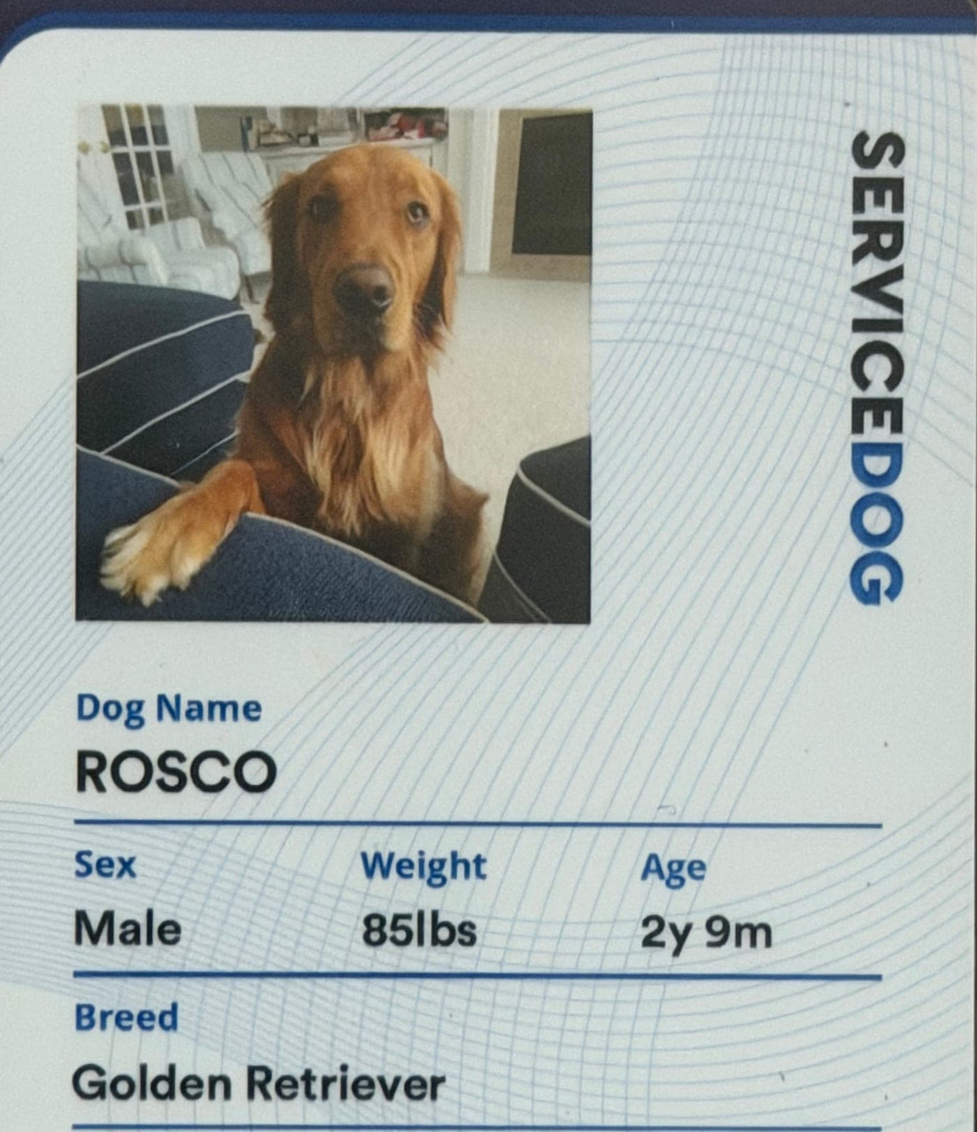 Rosco's service dog identification badge for The Plastic Surgery Group of Rochester